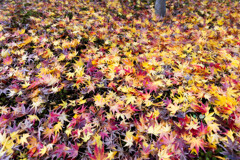 散りもみじの彩　Ⅱ