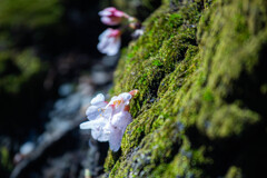 老木の幹に咲く桜