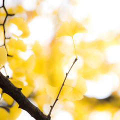 Yellow Magic　Ⅲ