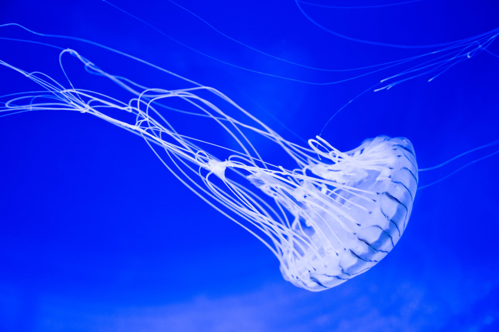 Jellyfish