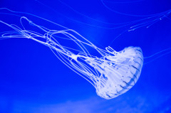 Jellyfish