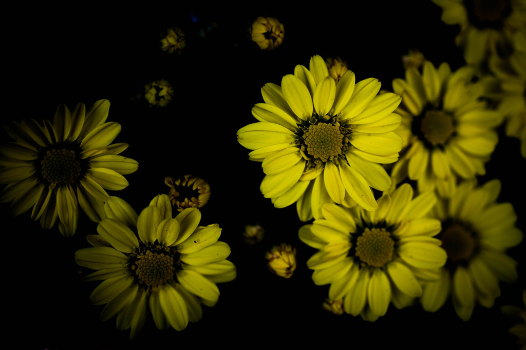 菊