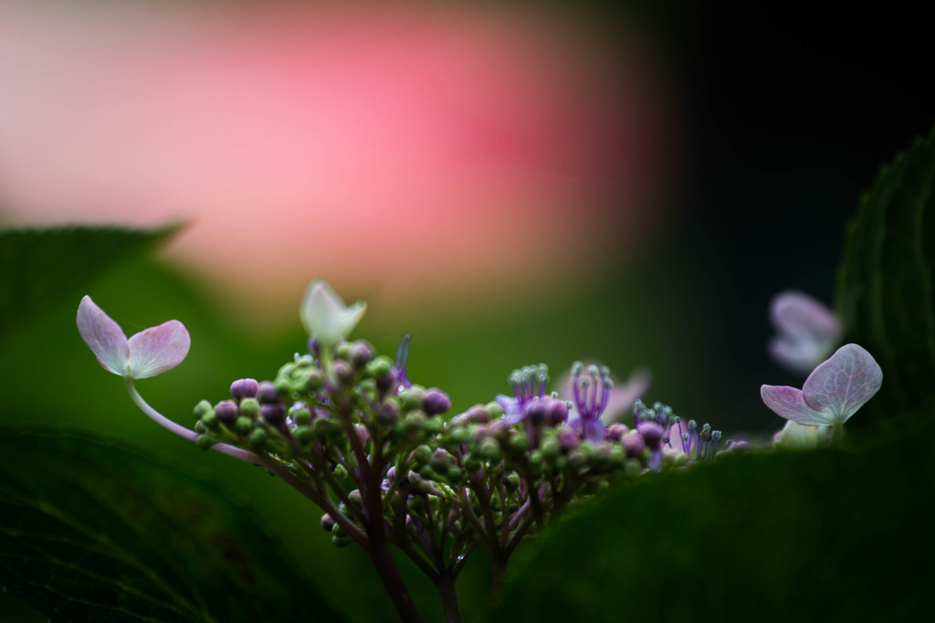 紫陽花と赤