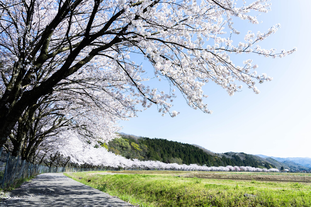 千本桜と青い空