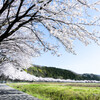 千本桜と青い空