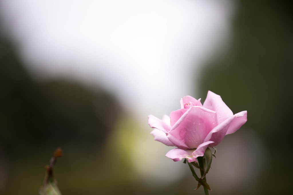 ピンクの薔薇