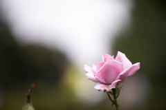 ピンクの薔薇