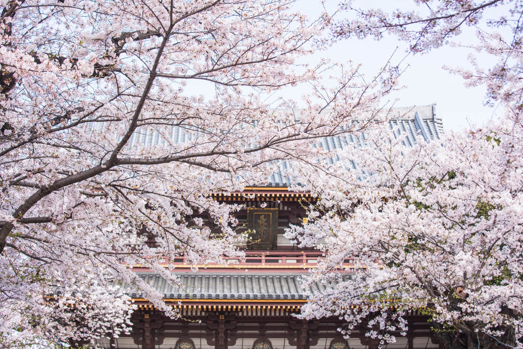 池上本門寺仁王門前で。