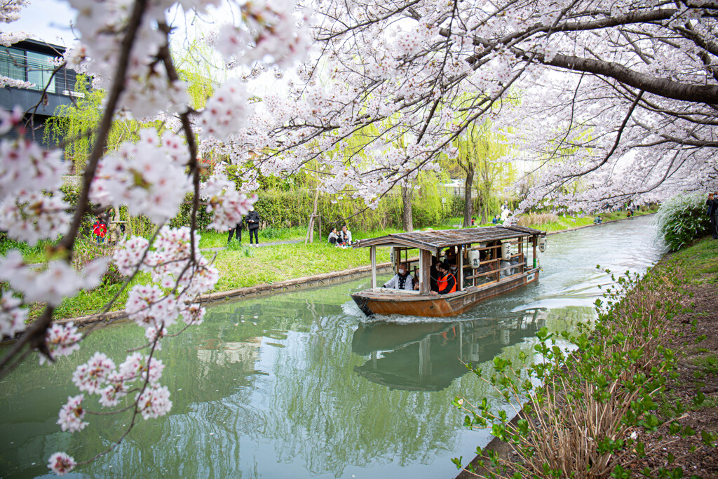 桜の季節を迎えて　Ⅳ