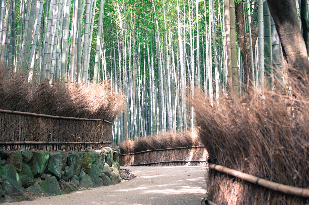 嵯峨野竹林で。　Ⅲ