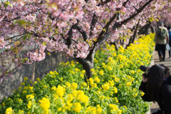 河津桜×菜の花　Ⅰ