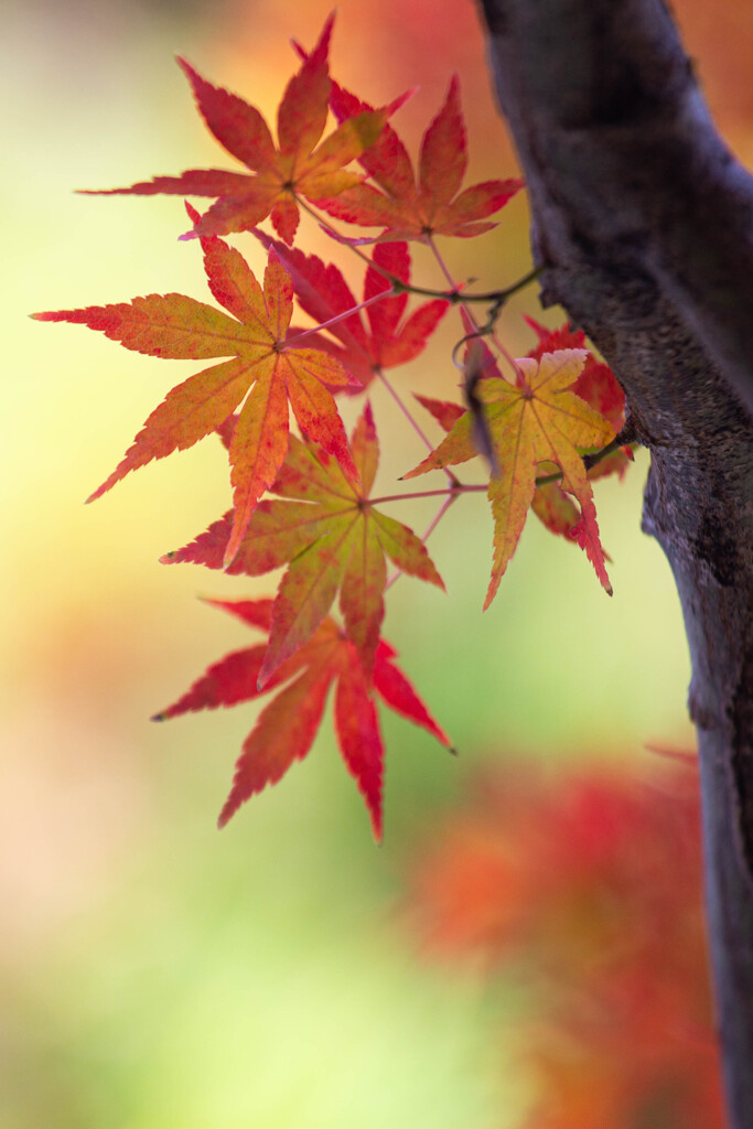 一休寺で撮った紅葉　Ⅲ