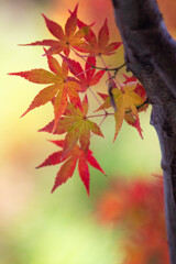 一休寺で撮った紅葉　Ⅲ