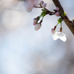 桜、咲きましたね。　Ⅰ