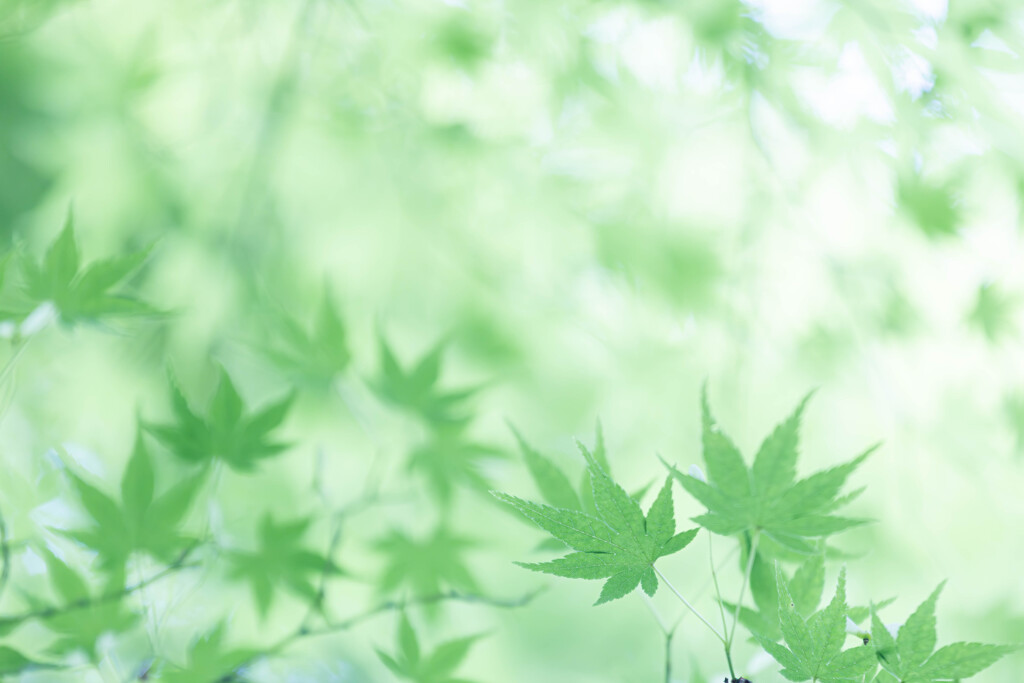 初夏の風薫る