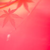 紅のベール