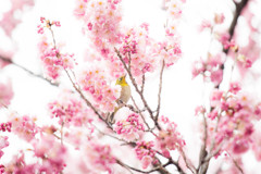 椿寒桜とメジロ