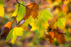 Autumn Colors　Ⅱ
