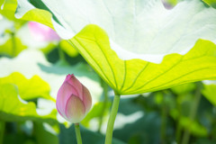 日影恋しく。　Ⅱ