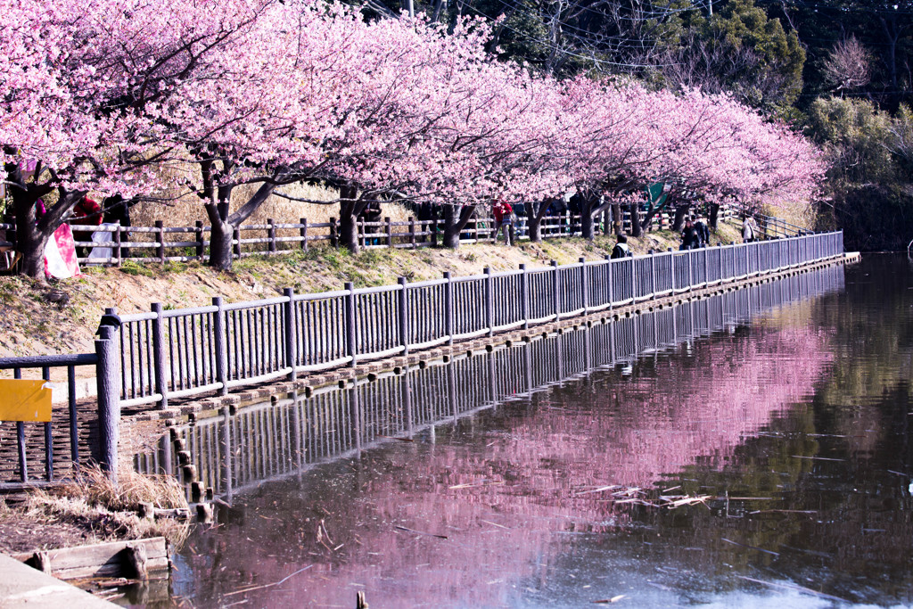 河津桜 -小松ヶ池にて