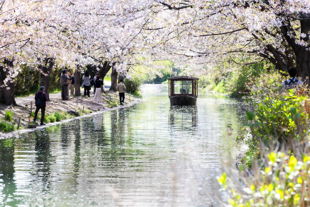 伏見の春　Ⅴ