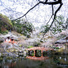 醍醐寺の春　Ⅰ