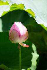 日影恋しく。　Ⅰ