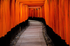 千本鳥居を撮る。