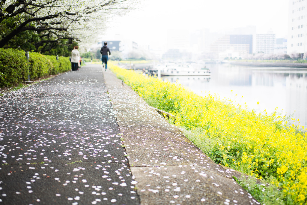 菜の花ベルト　Ⅱ