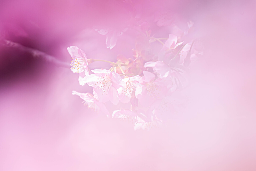 桜色のベールに包まれて