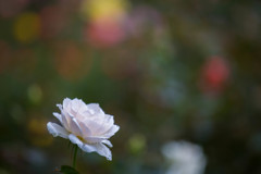 白い薔薇