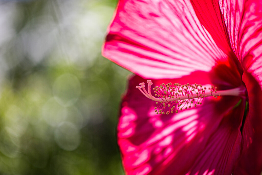 夏の花 タイタンビカス　Ⅱ
