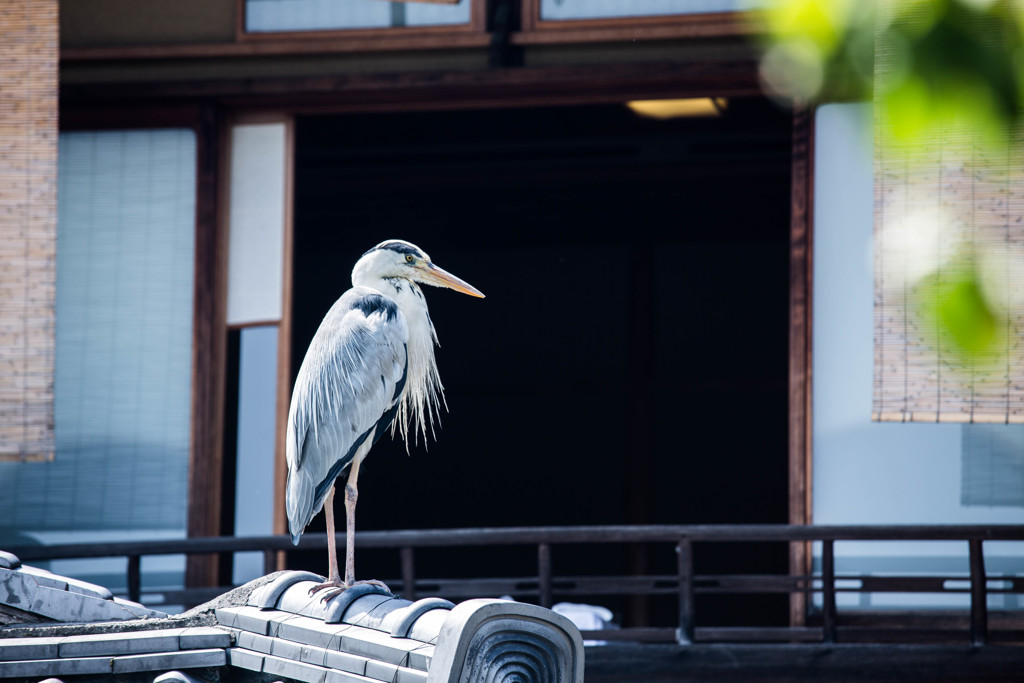 『旅館の主』