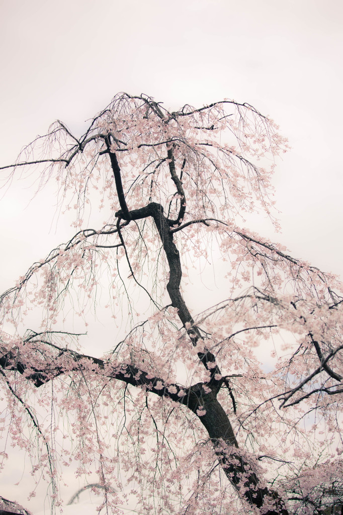 小石川後楽園の馬場桜