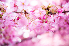 三浦海岸の河津桜