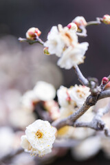 白梅香る　Ⅱ