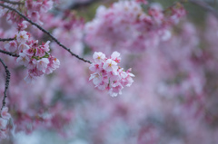 大寒桜