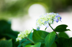 紫陽花咲きましたね。