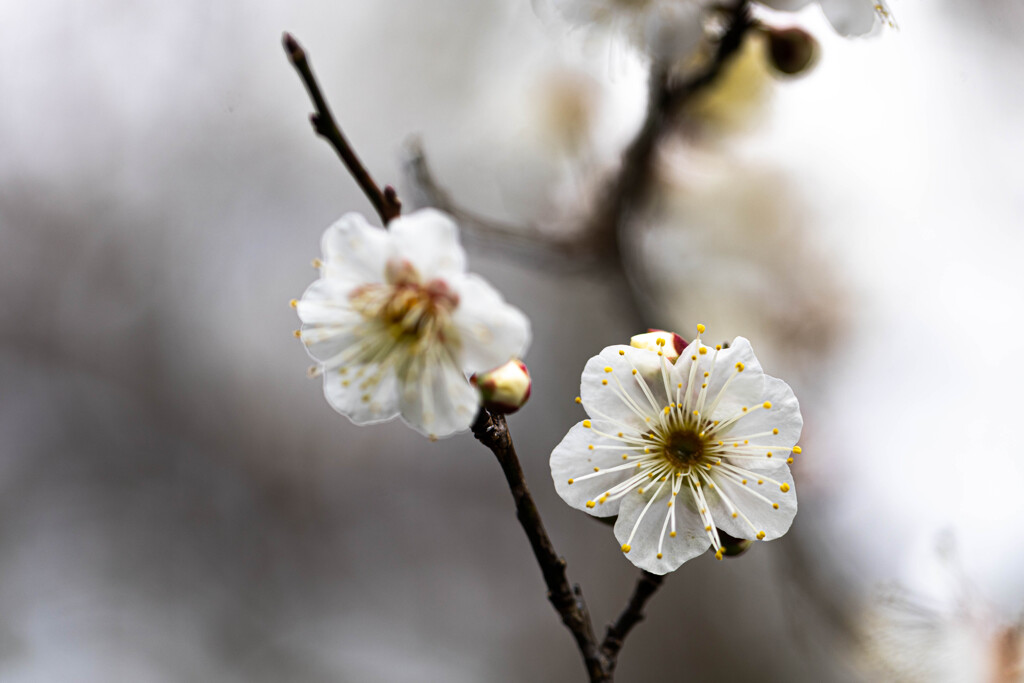 白梅咲きました。 ④