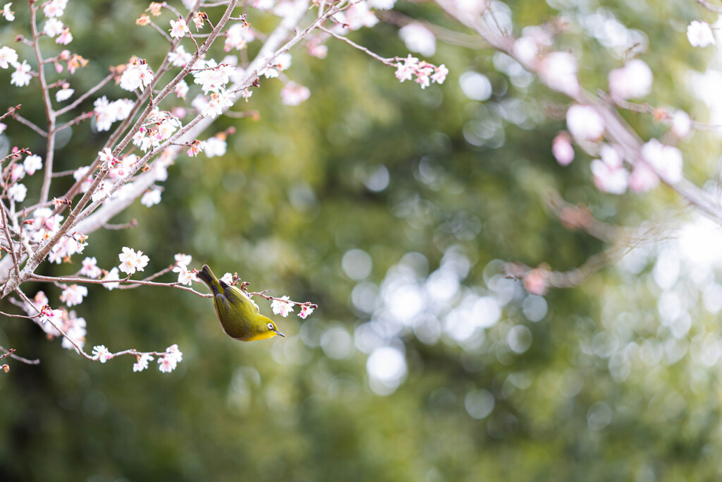 十月桜にメジロ
