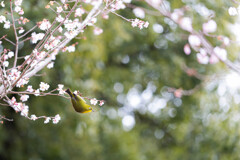 十月桜にメジロ