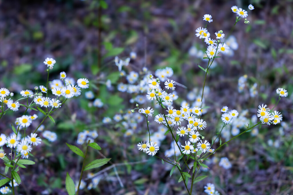 冬に咲いた小さな花