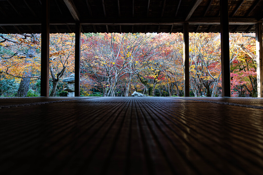 晩秋の圓光寺にて　Ⅱ