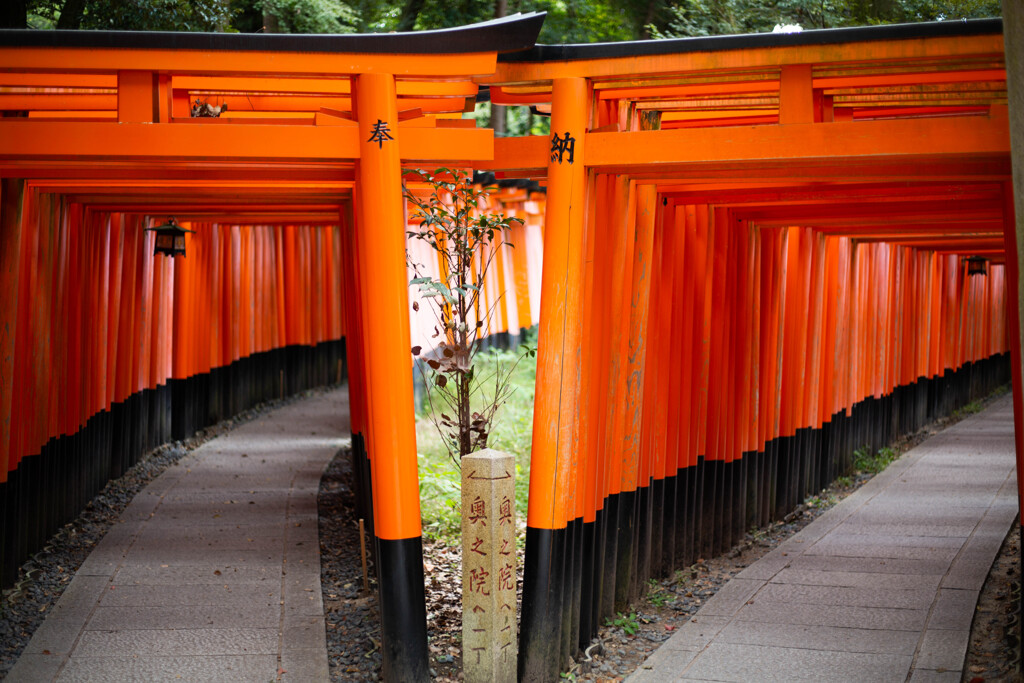 千本鳥居　Ⅱ