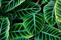 Green Green