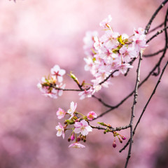 河津桜が咲く。　Ⅲ