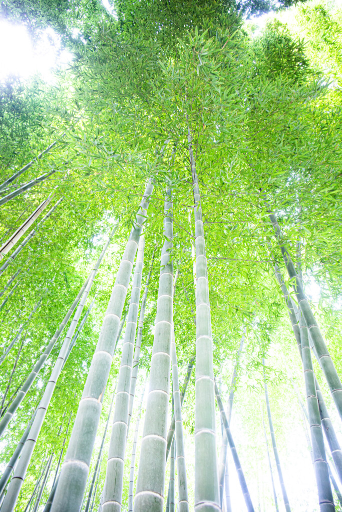 高台寺の竹林にて　Ⅴ