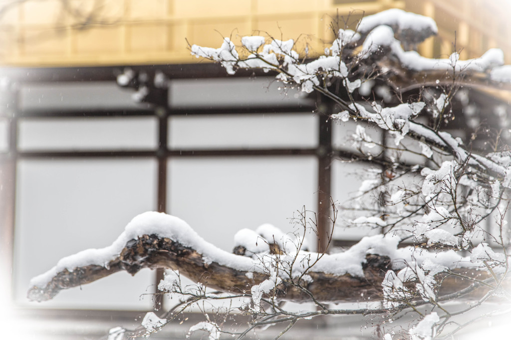 雪の花が咲く。