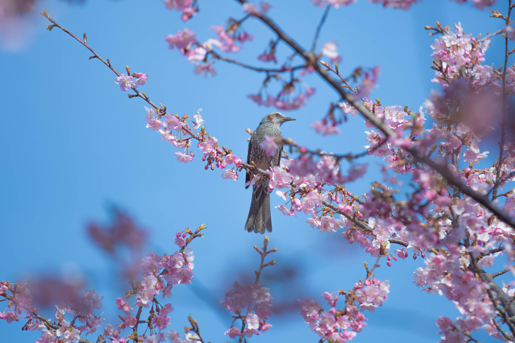 河津桜とヒヨドリ