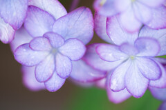 薄紫の紫陽花
